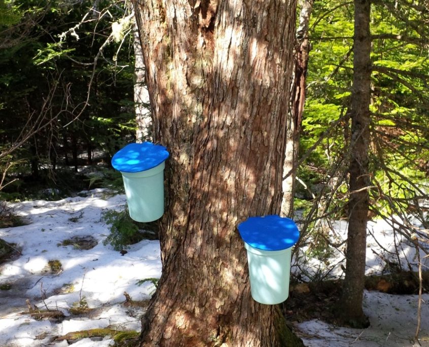 Maple Tree 2 pails
