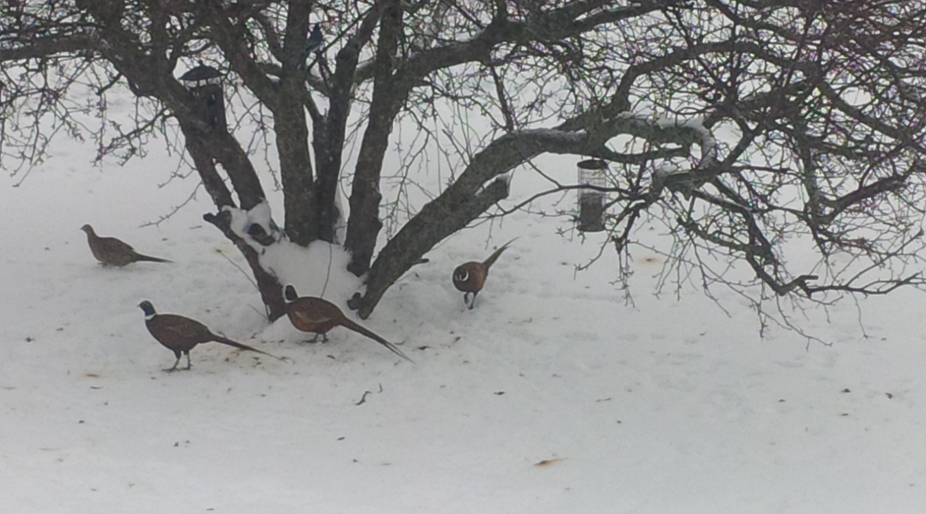 Pheasants Feeder